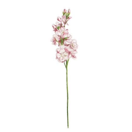 Matthiola is soft pink on a long stem. Spring plant. Isolated flower. A large inflorescence consisting of small pink buds. Watercolor illustrationの写真素材