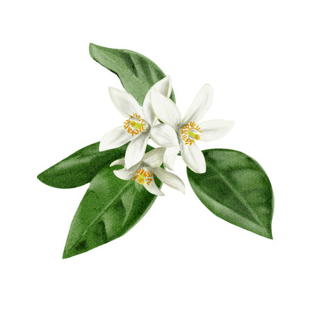 A twig from an orange tree. Flowers and buds of citrus plants. White flowers of lemon, orange, lime and tangerine. Watercolor illustration. No backgroundの写真素材