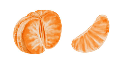 Peeled tangerine and tangerine slice. Half a citrus fruit. Set of orange juicy tangerines. Watercolor illustration isolated from backgroundの写真素材