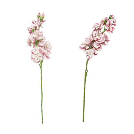 Mathiolla flowers. Set of pink delicate inflorescences. There are many small flowers on the long stem. Watercolor illustration. Set of drawings. No backgroundの写真素材