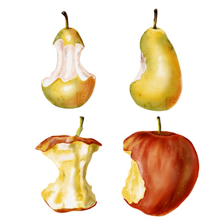 Bitten and eaten fruits. Apple and pear core. Juicy pulp and bright fruit. Leftover food. Vintage fairy tale style. Watercolor illustration without backgroundの写真素材