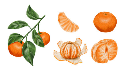 Tangerines on a branch, peeled tangerine, tangerine slice, half and whole fruit. Citrus set. Watercolor illustrations without background.の写真素材