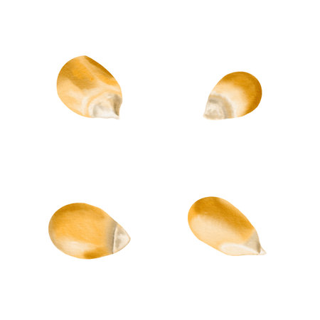 Dry corn kernels are scattered on the surface. The grains are yellow. Watercolor illustration. Isolated from the background. Agricultural crop, animal feed and seeds for sowing corn. Making popcornの写真素材