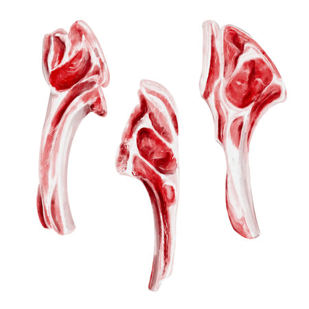 Set of meat on the bone. Different types of meat for barbecue. Lamb on the bone. Watercolor illustration isolated from the background. Raw red beef meat. For menu and recipes, for butcher shopの写真素材