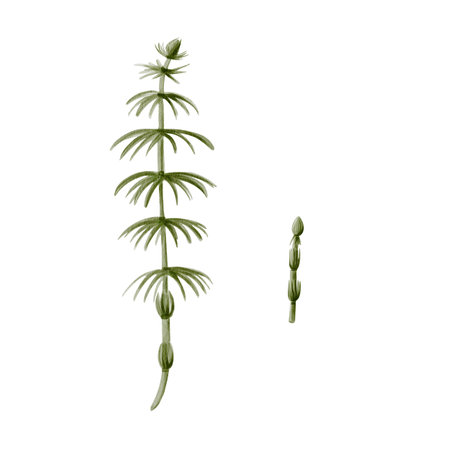 Horsetail plant. Ancient prehistoric greenery. Grows in forests and swamps. Green stem and long leaves. Watercolor illustration isolated from background. Hand drawing.の写真素材