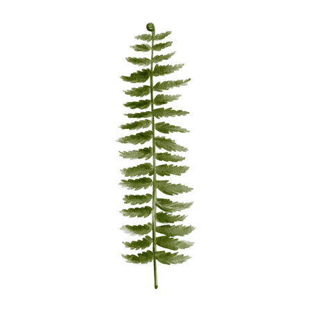 fern leaf. Carved complex green plant leaf. Prehistoric fern. Stem and many leaves. Watercolor illustration isolated from background. Hand drawingの写真素材