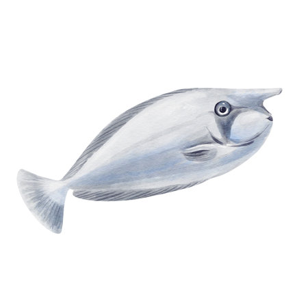 Exotic sea fish. Surgeon fish and blue-spined rhinoceros fish with a long nose and light gray color....