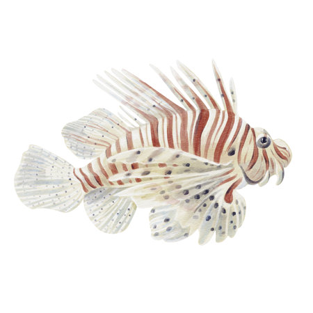 Lionfish. Ray-finned fish, scorpionfish. With a long fin and striped color. Exotic fish. Predatory. Lives near reefs in the sea and ocean. Watercolor illustration Hand drawing.の写真素材