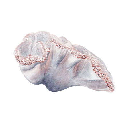 Carpet anemone tapetum. Stichodactyla tapetum. coral With a translucent body and textured edges. Sea animal and plant. Reef decoration. Watercolor illustration without background. Hand drawing.の写真素材