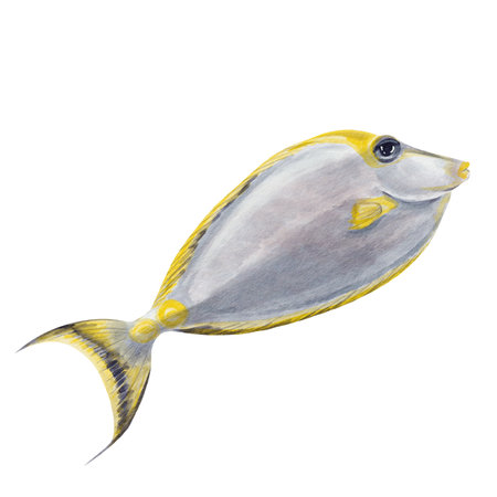 Rhinoceros fish orange-spined. Sea exotic fish. Red Sea surgeon fish. Gray with yellow fin. Big eye. Watercolor illustration without background. Hand drawing. Ocean and oceanarium.の写真素材