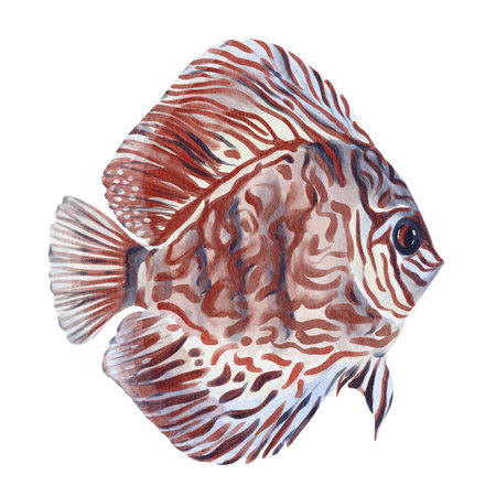 Discus fish. Red patterns on the body, fins, tail, and eyes. River fish. Blue body. Watercolor illustration. Hand drawing.の写真素材