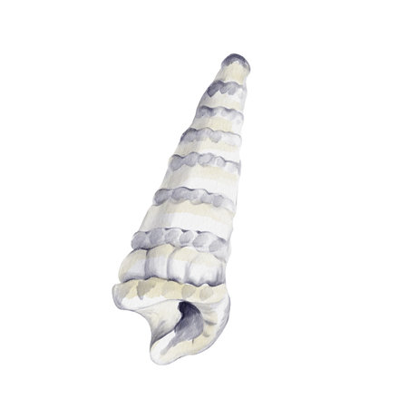 White conical shell. marine gastropod mollusk. sea snail. aquarium decor. marine decoration. souvenir from the sea. Watercolor illustration without background. hand drawing.の写真素材