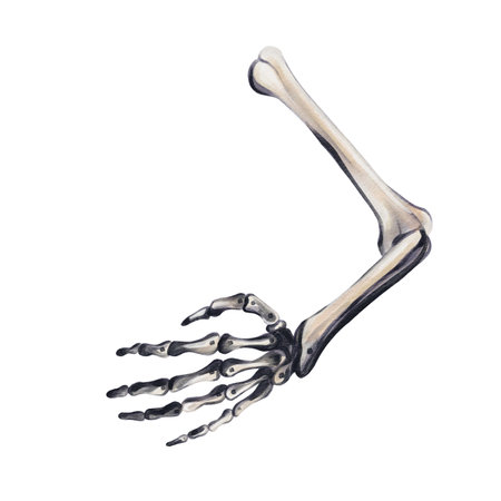 Human bone hand. Human skeleton. Hand with five fingers. Vintage retro accessory. Gothic skeleton. Halloween decoration. Watercolor illustration. Hand drawing.の写真素材