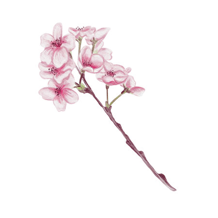 Branch with cherry blossoms. Small pink flowers. Spring blossom. Sakura blossoms. Watercolor illustration without background. Hand drawing. Cherry blossom festival.の写真素材