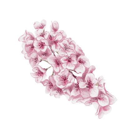 Branch with cherry blossoms. Small pink flowers. Spring blossom. Sakura blossoms. Watercolor illustration without background. Hand drawing. Cherry blossom festival.の写真素材