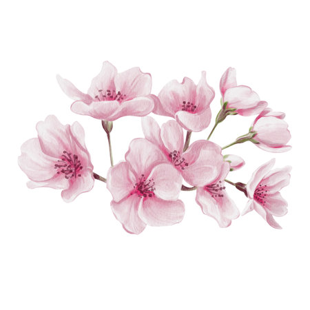 Pink sakura flowers. Small spring bouquet. Cherry blossom festival. Petals and buds. Spring blossom of trees. Watercolor illustration without background. Hand drawing.の写真素材