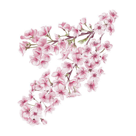 Branch with cherry blossoms. Small pink flowers. Spring blossom. Sakura blossoms. Watercolor illustration without background. Hand drawing. Cherry blossom festival.の写真素材