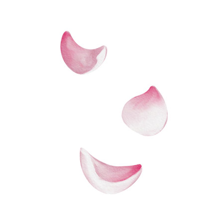 Set of petals. Pink flowers of cherry, sakura or rose. Universal floral decor. Watercolor illustration isolated from background. Hand drawing.の写真素材