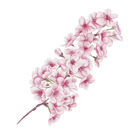 Branch with cherry blossoms. Small pink flowers. Spring blossom. Sakura blossoms. Watercolor illustration without background. Hand drawing. Cherry blossom festival.の写真素材