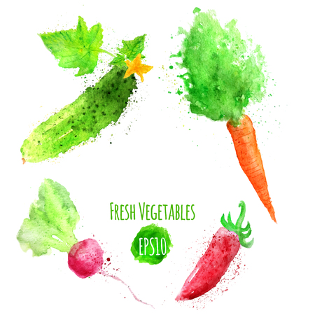 Vector set of watercolor colorful vegetables. Carrot, radish, cucumber, pepper.のイラスト素材