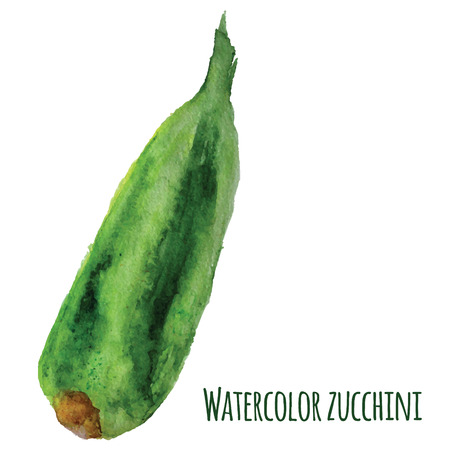 Vector fresh watercolor zucchini isolated on white background. EPS10.のイラスト素材
