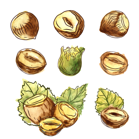 Hand drawn nut icon setのイラスト素材
