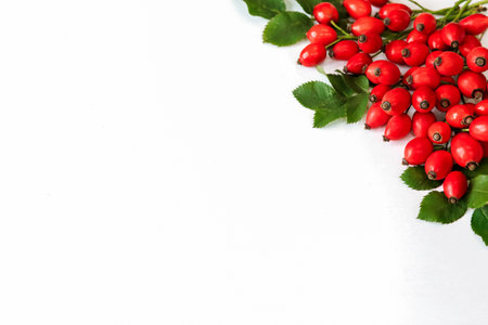 ripe fresh rosehip berries on twigs with green leaves on a white background, space for textの写真素材