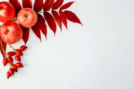 the concept of autumn composition with space for your text from the leaves, apples and rose-hips, the top view horizontal layout. Thanksgiving dayの写真素材