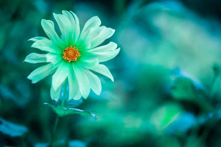 close-up of a flower on a blurry abstract background. color tidewater green