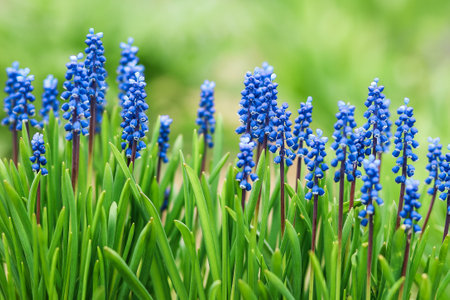 beautiful blue muscari flowers on a green spring backgroundの写真素材
