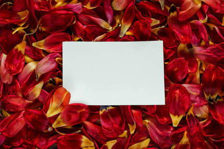 mockup on red tulip petals. greeting card for the holidayの写真素材