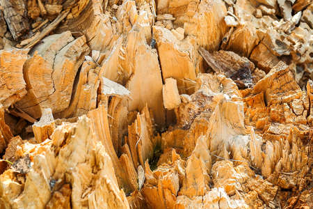 the remains of an old stump from a broken tree. the texture of the stump, the effects of climate...