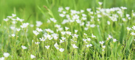 natural blurred background with small white flowersの写真素材