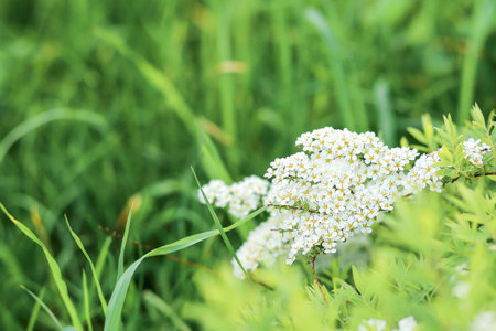 Spiraea blooming with white inflorescences on a blurred background of green grass