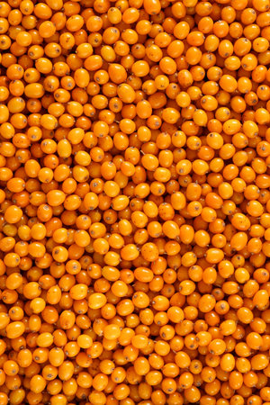 vertical background of many ripe sea buckthorn berries