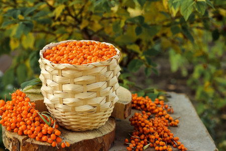harvest of ripe sea buckthorn berries in a planter on a wooden tableの写真素材