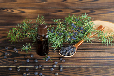 Fresh organic juniper berries in a wooden spoon and a bottle of oil on a wooden backgroundの写真素材