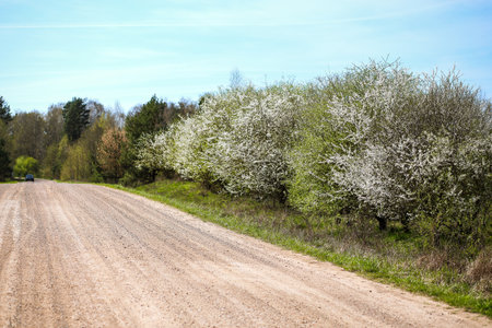 dirt road in the forest with flowering treesの写真素材