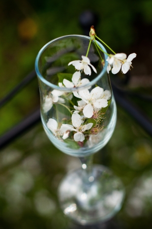 Glass with flowers of a cherry. Spring garden, transparent table.
の写真素材