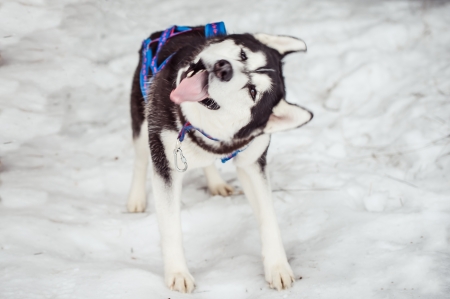 The dog are teas and put out the tongue. Draft dog of breed of haska.
の写真素材