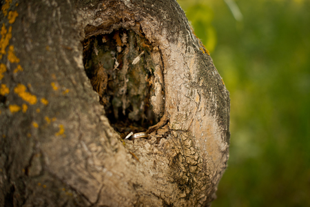 Wedding rings in a hollow of an old tree.の写真素材