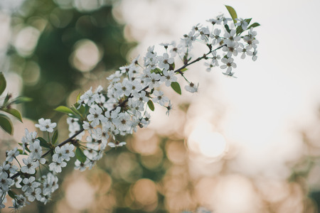 Branch of a blossoming cherry at sunset.の写真素材