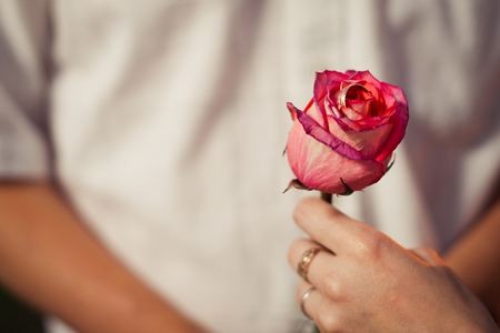 Pink rose in hands of the girl.の写真素材