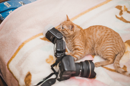 Curious red cat and camera.の写真素材