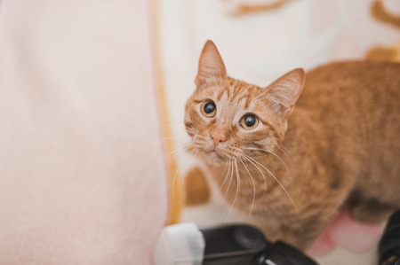Curious red cat and camera.