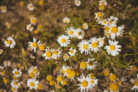 Small chamomiles in the field, top view.の写真素材