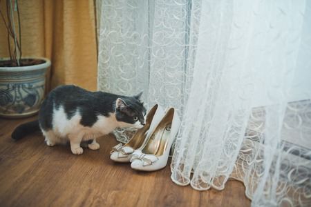 The cat looks at shoes.の写真素材