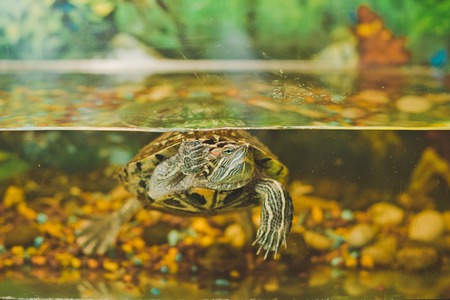 The small turtle floats in an aquarium.の写真素材