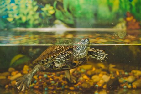The small turtle floats in an aquarium.の写真素材