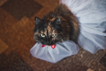 Cat in a white dress.の写真素材
